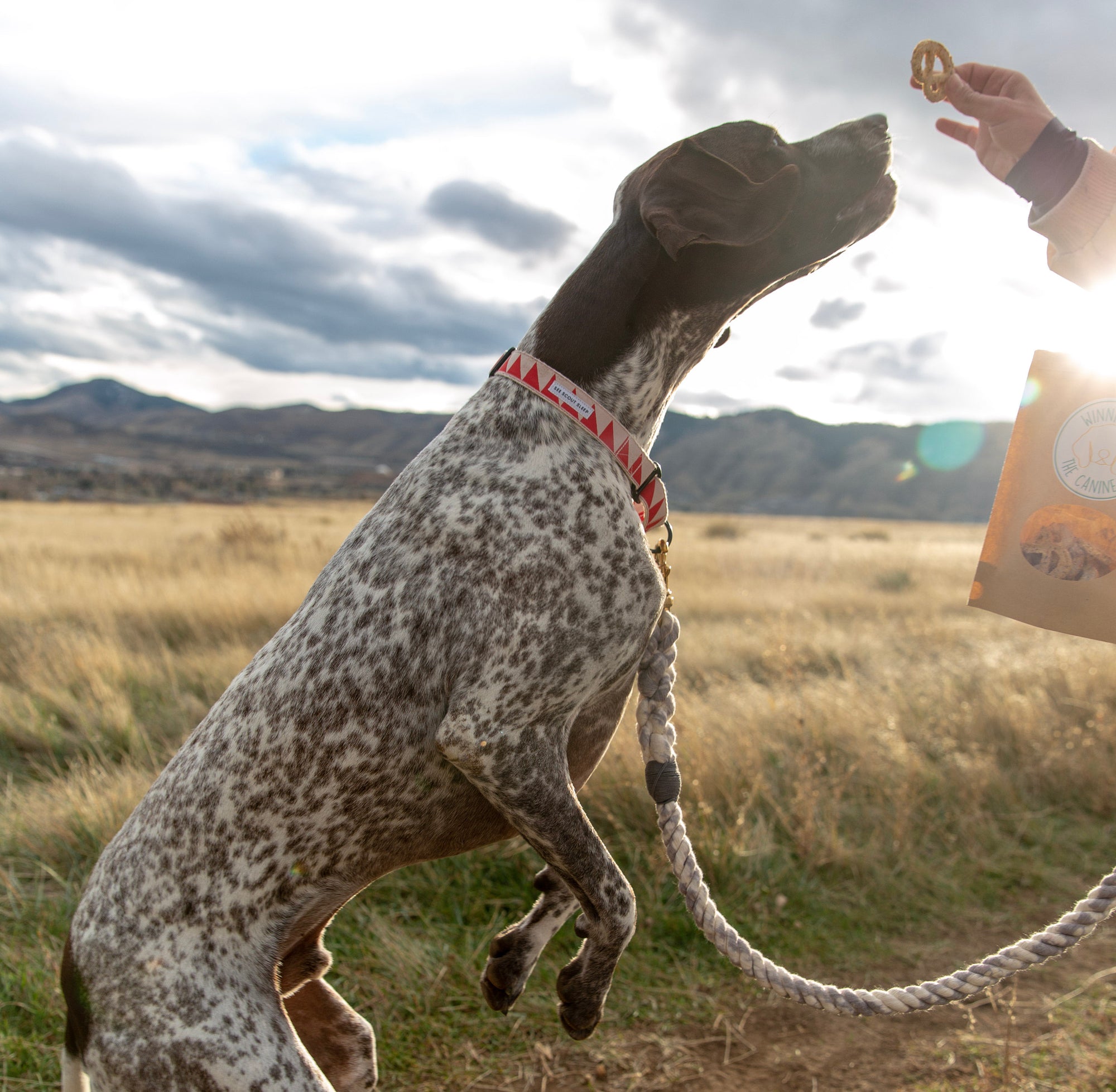 You are what you eat - so what are our dogs?