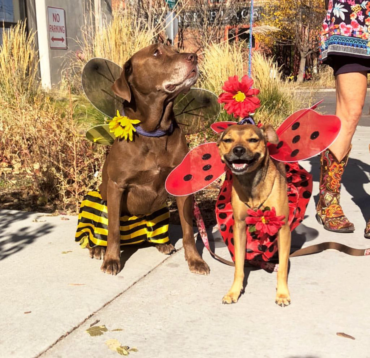 The Scoop on Dogs & Chocolate