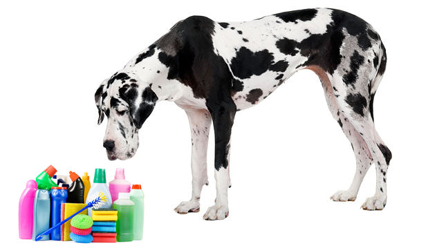 What are YOU feeding your pup? Time for some Spring Cleaning!