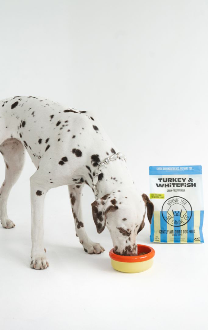 A Dalmatian eating Winnie Lou air-dried food from a bowl