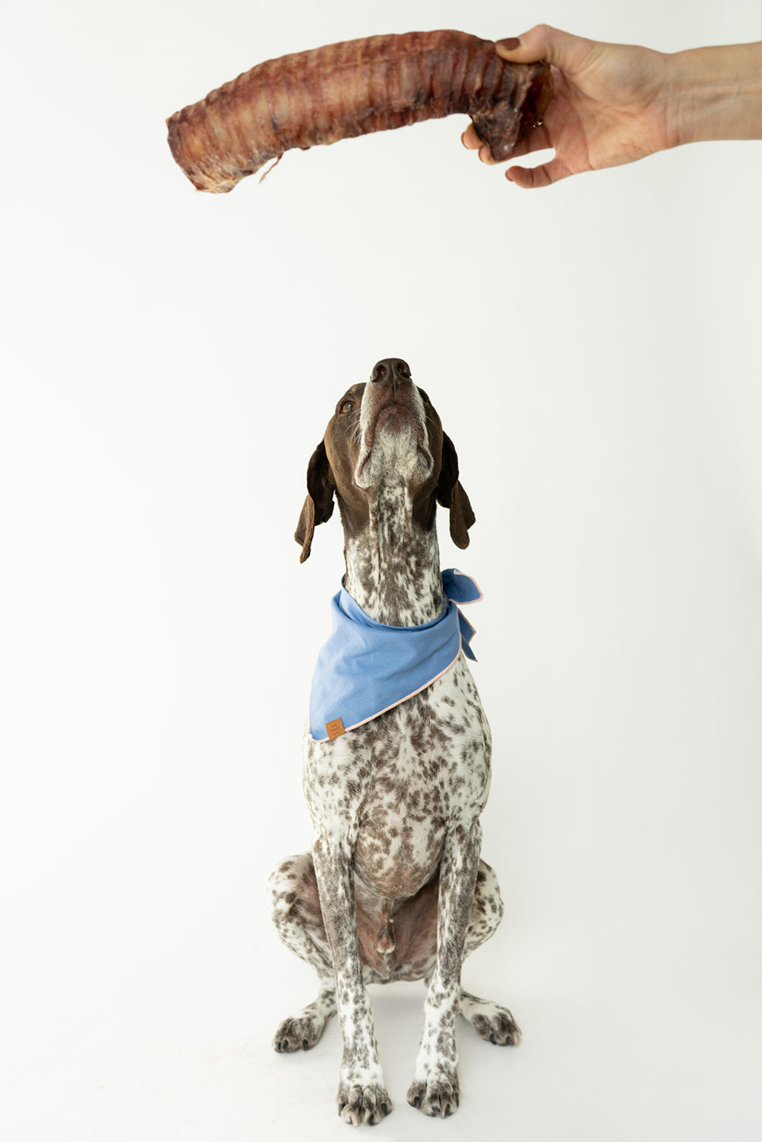 Choose Your Chews Bundle