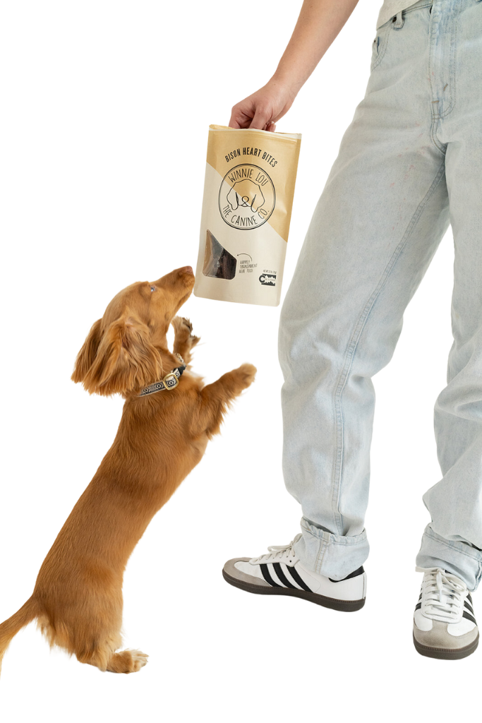 Hot Dog Summer Bundle - Winnie Lou - The Canine Company