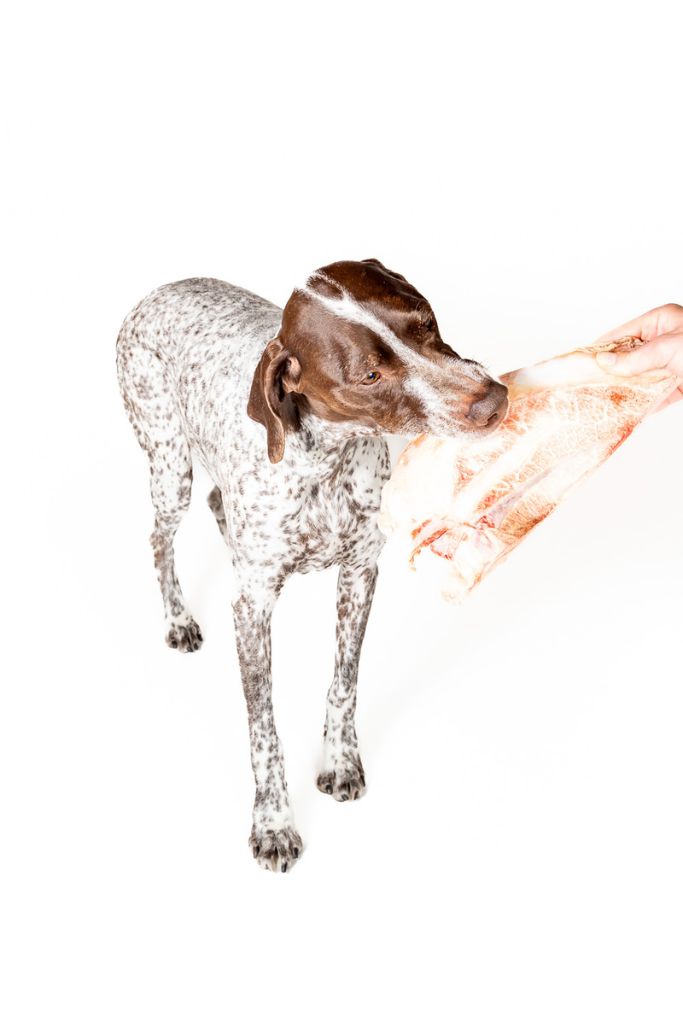 Bison Scapula Chews