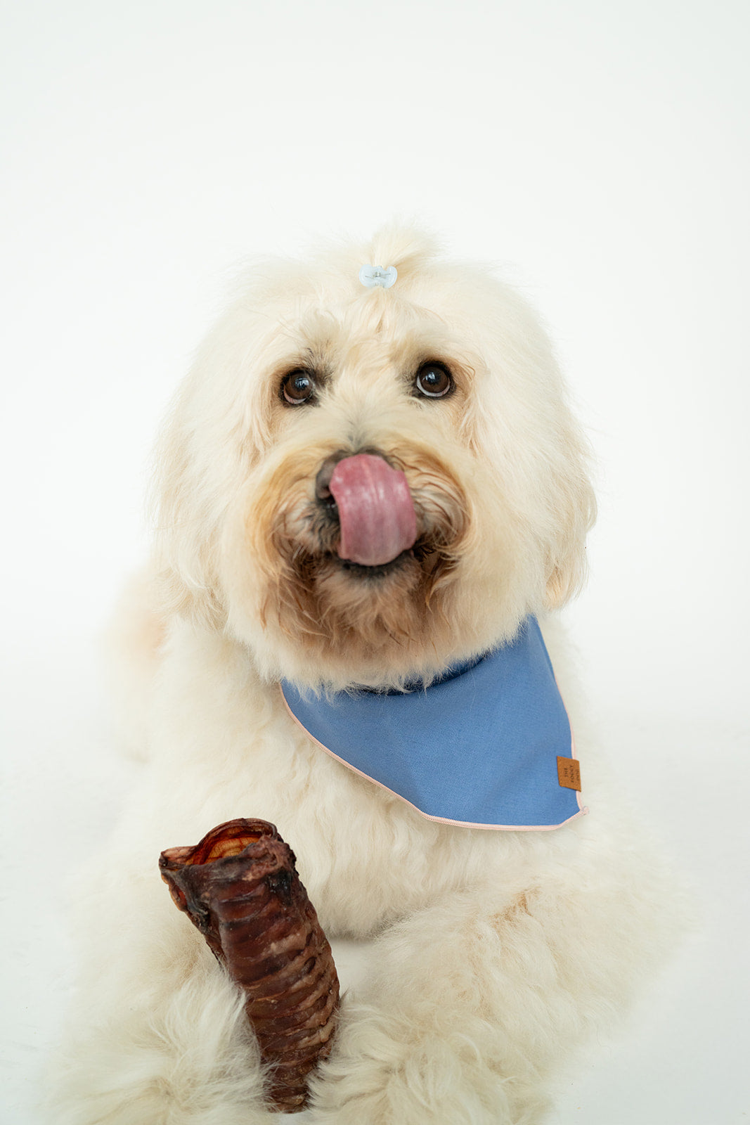 Bison Trachea Chews — 3-Pack Bundle