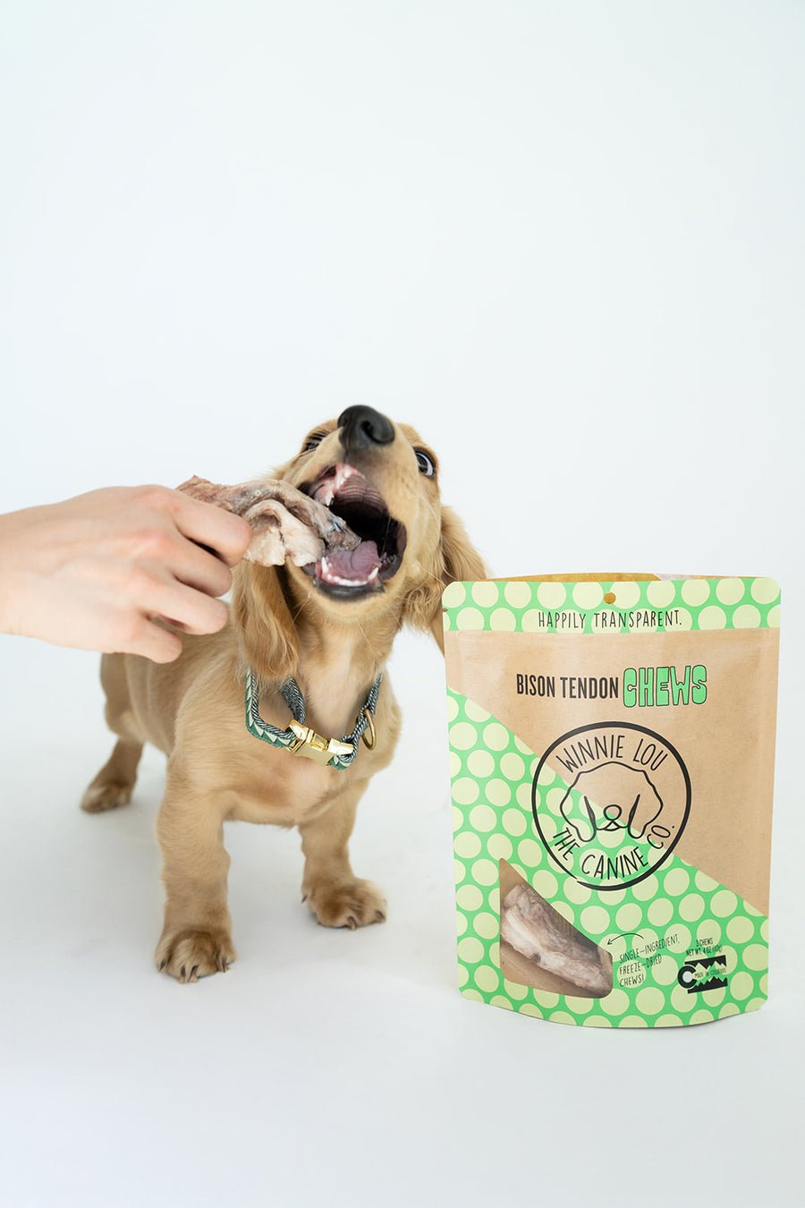 A dachshund biting a Winnie Lou bison tendon chew next to the tendon bag