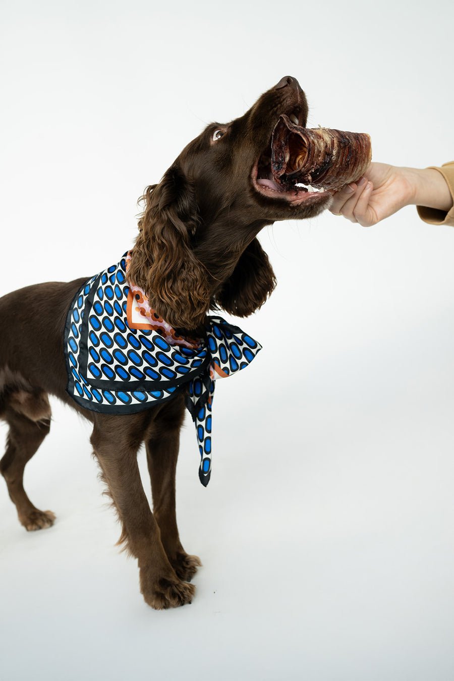 A brown spaniel grabbing a Winnie Lou bison trachea chew