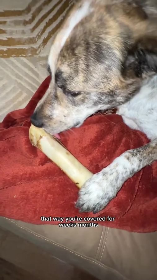 A dog chewing a bison bone on a red blanket