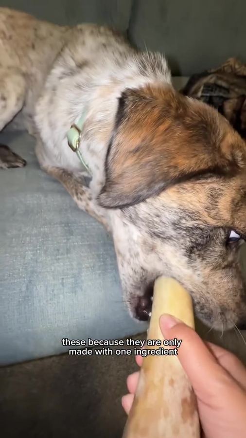 Two dogs sharing chew time on the couch