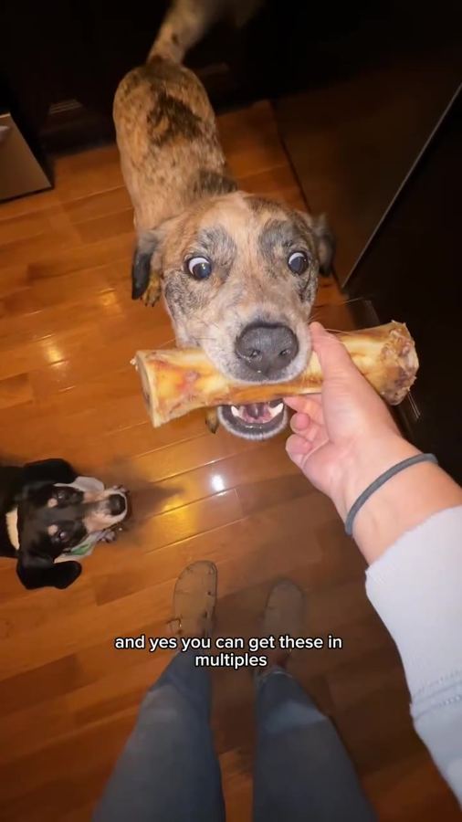 A spotted dog holding a bison bone in its mouth